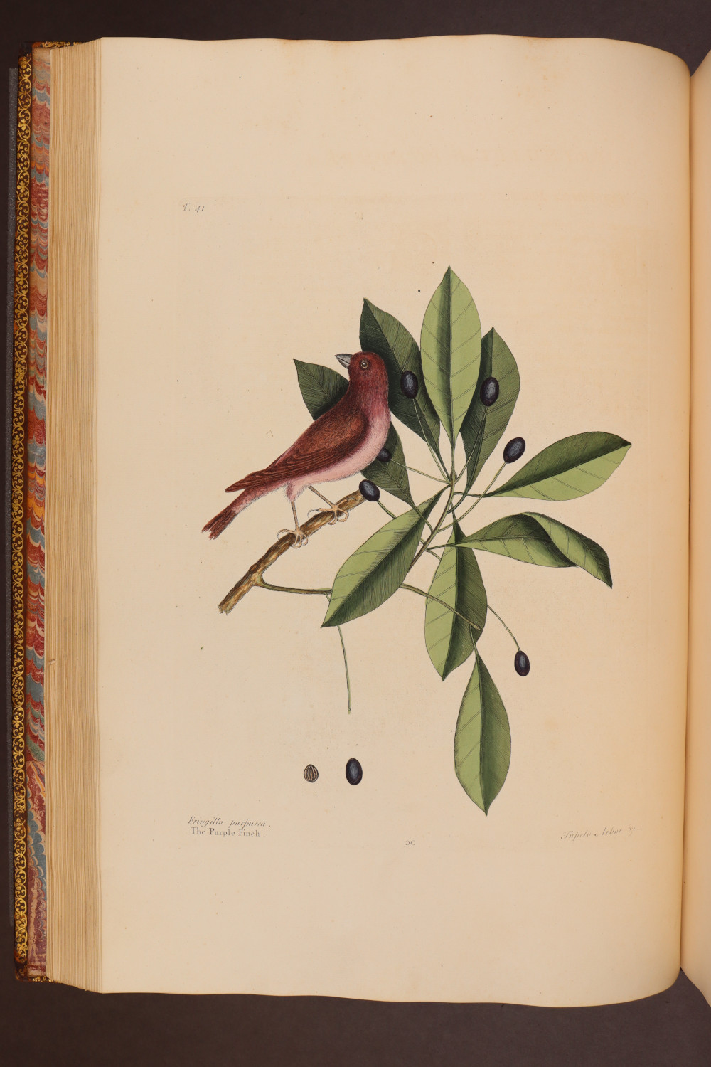 Plate 41